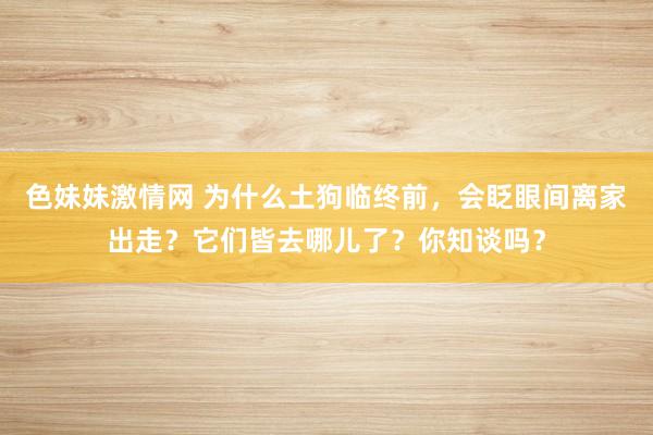 色妹妹激情网 为什么土狗临终前，会眨眼间离家出走？它们皆去哪儿了？你知谈吗？